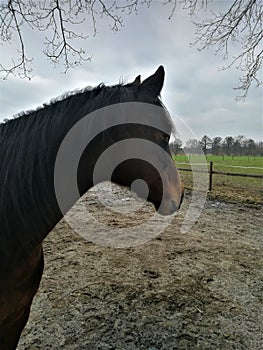 A portrait of a horse looking back standing on a sandy paddock