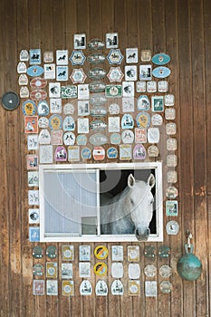 Portrait of horse looking out of a window