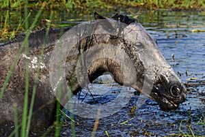 Portrait of a horse in the mud that bathes in the lake