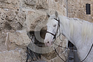 Portrait of a horse near an antique wall