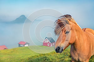 Portrait of horse on pasture. Misty summer morning in Velbastadur village, Streymoy, Faroe Islands, Kingdom of Denmark, Europe.