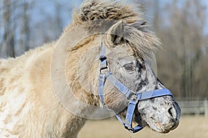 Portrait of horse pony