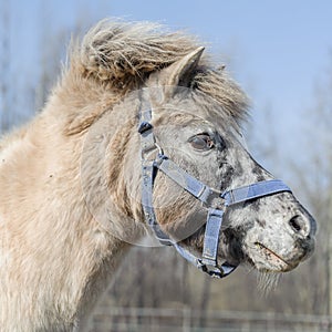Portrait of horse pony