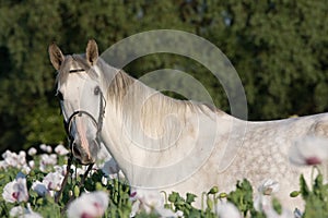 Portrait of horse in the poppy field