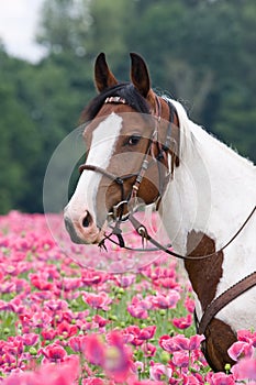 Portrait of horse in the poppy field