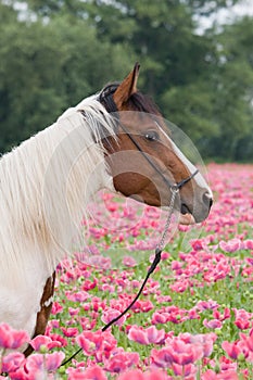 Portrait of horse in the poppy field