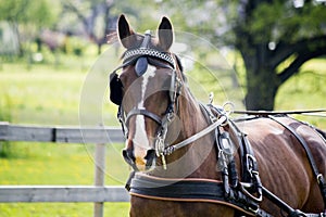 Portrait of horse pulling carriage in summer