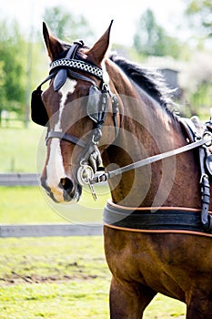 Portrait of horse pulling carriage in summer