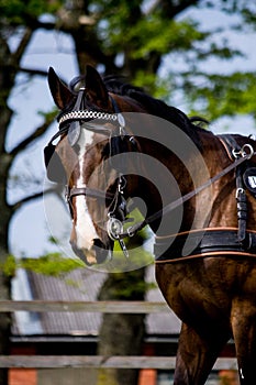 Portrait of horse pulling carriage in summer