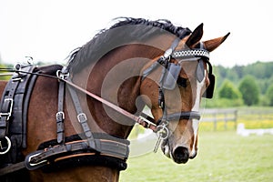 Portrait of horse pulling carriage in summer