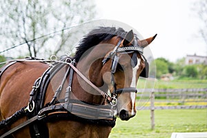 Portrait of horse pulling carriage in summer