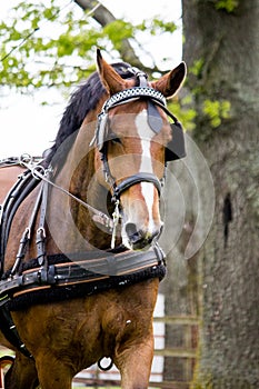 Portrait of horse pulling carriage in summer