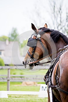 Portrait of horse pulling carriage in summer