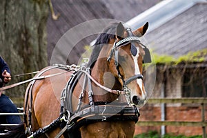 Portrait of horse pulling carriage in summer