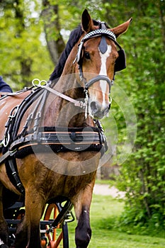 Portrait of horse pulling carriage in summer