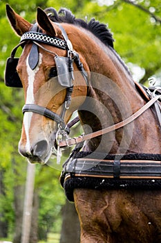 Portrait of horse pulling carriage in summer