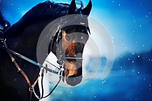 Portrait of a horse with a rider in the saddle on a snowy winter day during a snowfall. Horse riding in winter. Equestrian sports