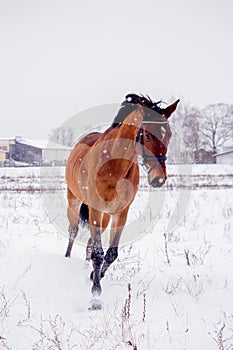 Portrait of horse running in the snow