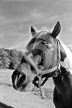 Portrait of a horse`s head in black and white photo