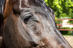 Portrait of a horse with a sad look