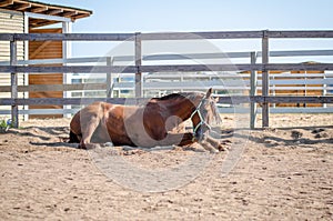 Portrait of horse scratching itself on ground in paddock