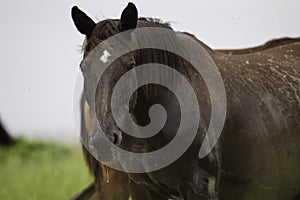 Portrait of a horse on the side in a spray of dirty water, looking into the camera