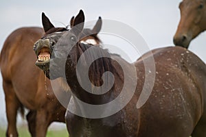 Portrait of a horse on the side in a spray of dirty water, looking into the camera