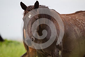 Portrait of a horse on the side in a spray of dirty water, looking into the camera