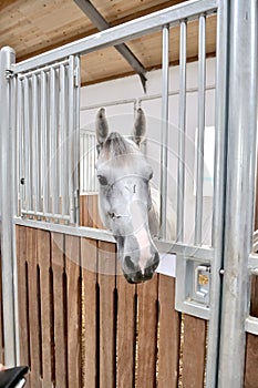 A portrait of horse in stable behind cage