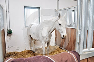 A portrait of horse in stable behind cage