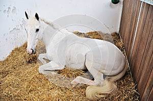 A portrait of horse in stable behind cage