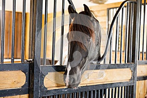 Portrait of a horse standing in a stall.