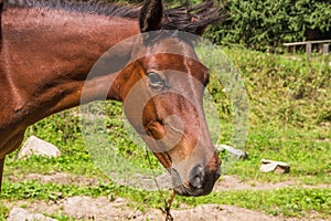 Portrait horse in summer, Almaty, Kazakhstan. Close up