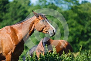Portrait of horse at summer time