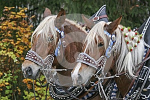 Portrait of a horse team