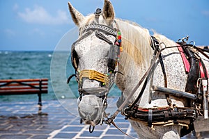 Portrait of a horse for tourists in the port of the Greek city of Chania