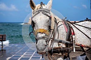 Portrait of a horse for tourists in the port of the Greek city of Chania