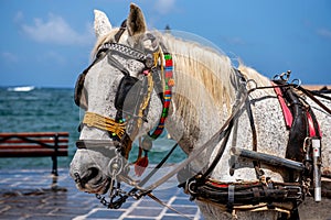 Portrait of a horse for tourists in the port of the Greek city of Chania