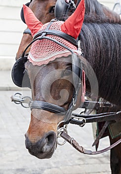 Portrait of a horse in traditional Vienna carriage harness