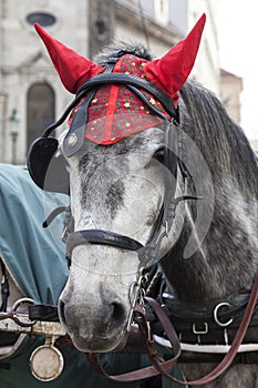 Portrait of a horse in traditional Vienna carriage harness