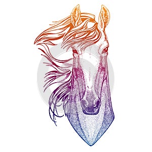 Portrait of horse. Vector animal head. Symbol of sport cometition, farm, exhibition.