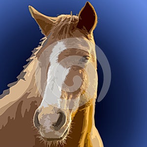 Portrait of a horse. Vector illustration on a blue background.