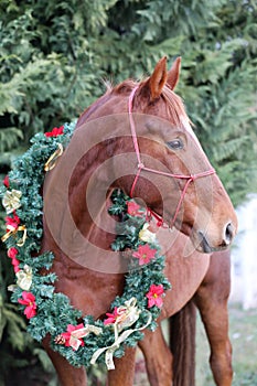 Portrait of a horse wearing beautiful Christmas garland decorations