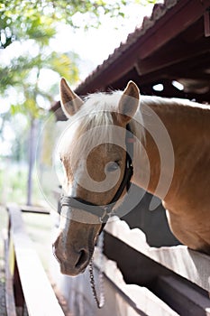 Portrait of a horse in a wooden barn gate