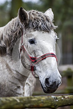 Portrait of a horse in the yard. White horse`s head.