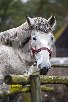 Portrait of a horse in the yard. White horse`s head.