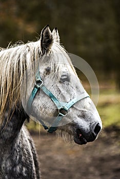 Portrait of a horse in the yard. White horse`s head.