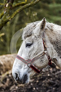 Portrait of a horse in the yard. White horse`s head.