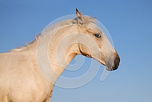 Portrait of horses on a background of blue sky