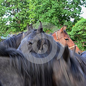 Portrait of a horses in motion at summer